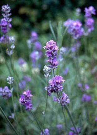 Lavender Plant Shakti System (LW Series) This is yet another exciting system from Alasdair Bothwell Gordon, which we have placed among the LightWorker Flower and Plant Attunements Calla Lily Flower