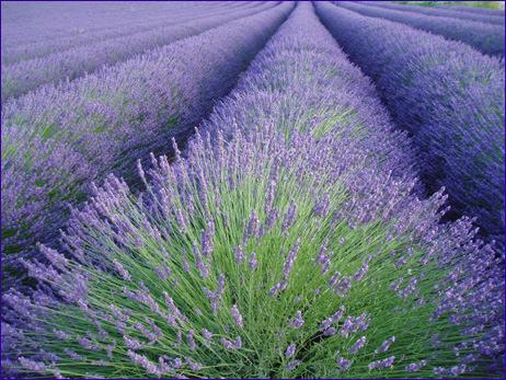 In regards to physical benefits of Lavender Plant Energies, you may intend that each Shakti run its function specifically for a particular purpose.