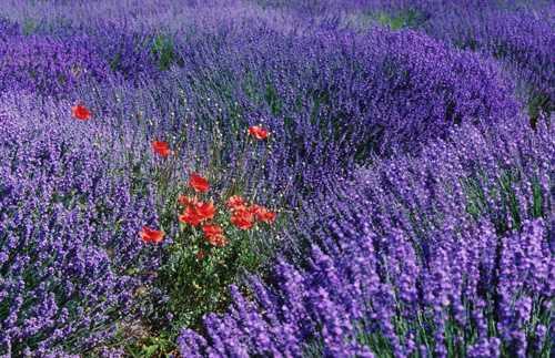 Please call in a Lavender Plant Shakti team for each person you are doing a level one attunement for.