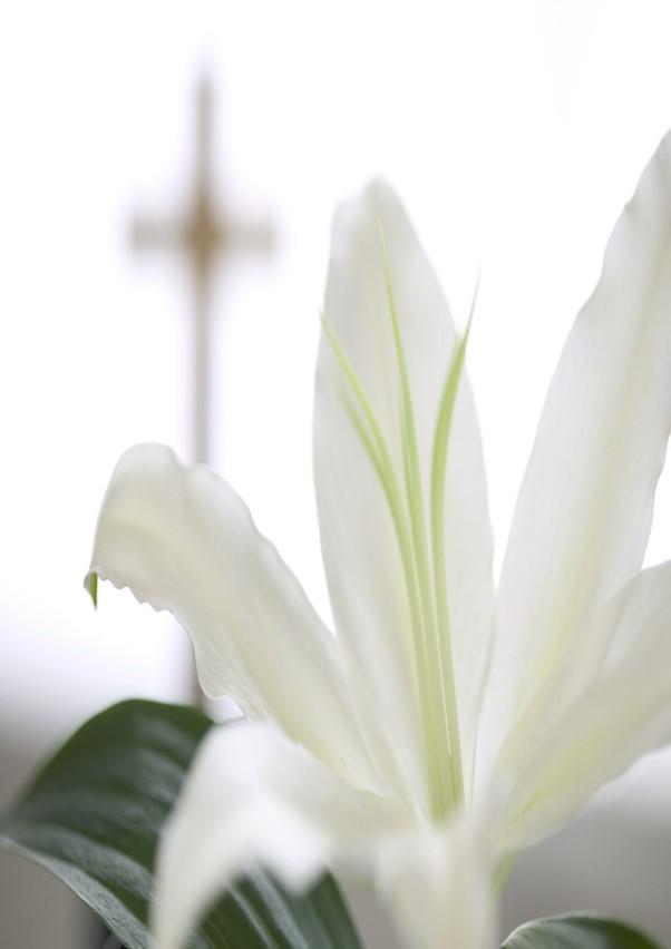 A entry hall. Easter Lilies are now available for purchase; order forms in Fellowship Hall and the Church Office.