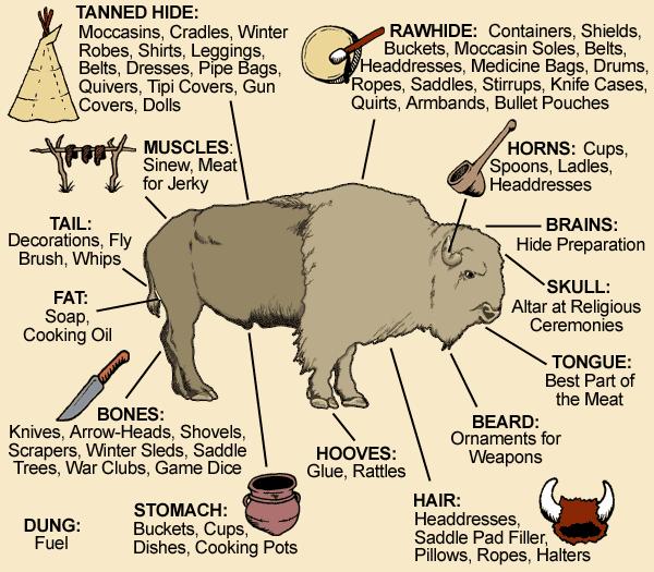 Task: How did the buffalo allow the Indians to survive on the Plains? How did the horse allow the Indians to survive on the Plains? The buffalo was more important: The horse was more important: 1. 1. 2.
