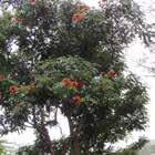 African Tulip Tree: I ACCEPT KARMIC FREEDOM Releases karmic shackles and fills you with Light.
