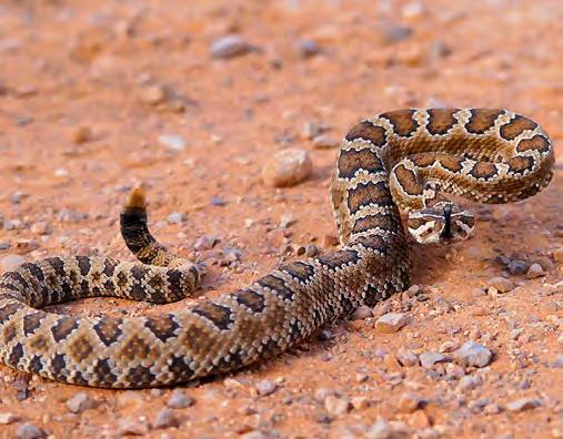 Rattlesnake  Pygmy