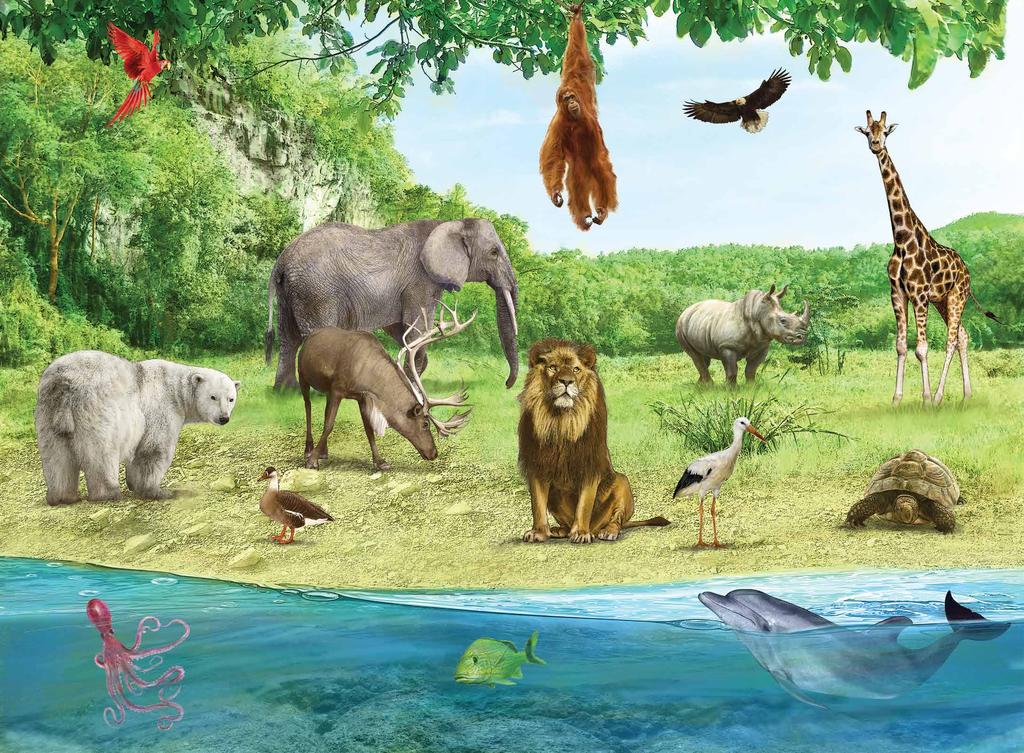 23 CREATION ANIMAL SEARCH GAMEBOARD Unit 1, Session 2 Leader Pack, Fall 2016 Instructions: Use the gameboard with the Animal Picture Cards (Item