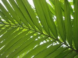 Palm Sunday Is the Sunday before Easter Sunday and initiates the solemn beginning of Holy Week.