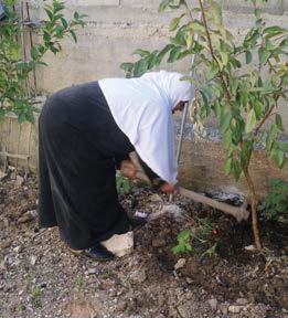 Spotlight on Mission & Service Global Partners Photo: Kaitlin Bardswich Growing Food Security in Palestine The Department of Services to Palestinian Refugees, a Mission & Service partner,