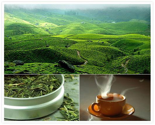 Assam Tea Assam tea is a black tea named after the region of its production,assam, in