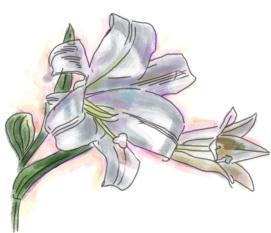 Easter Lilies Place your order early for Easter Flowers. This year s Easter Lilies are being ordered from Edgerton Floral These single lilies are wrapped in foil with a bow for $13.50!