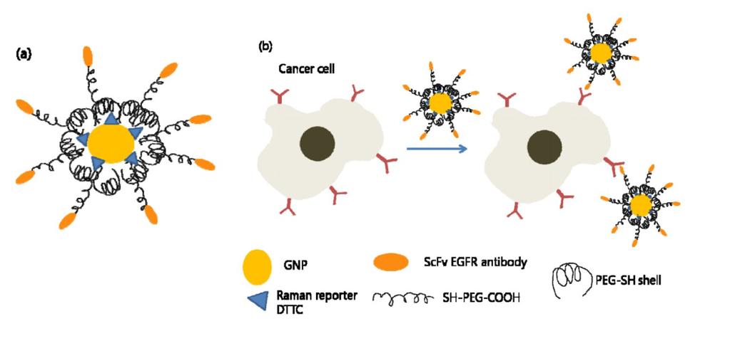 use gold nanorods attached to a biomolecule that recognizes epidermal growth factors (EGF)