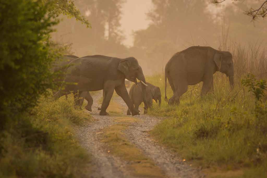 Day 1 - Jim Corbett Riders will depart from Delhi in an AC Coach on a 4-6 hour drive to Jim Corbett National Park, One of the oldest Safari Parks in World, Residing on the Foothills of Himalayas This