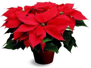 POINSETTIAS FOR THE SANCTUARY For any of you who would like to purchase a poinsettia for display in the sanctuary: You may deliver it to the office during office hours or you may leave it in the Lake