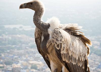 Vega and Lyra Vega is called by the Arabs al-nasr-al-waqi, the Alighting Vulture. In Babylon it was named Dilgan, the Messenger of Light.