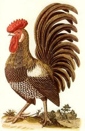 Jesus Before the High Priest Peter s Denial Matthew 26:57-75; Mark 14:53-72; Luke 22:54-71; John 18:12-27 What does the sound of a rooster mean on a farm?
