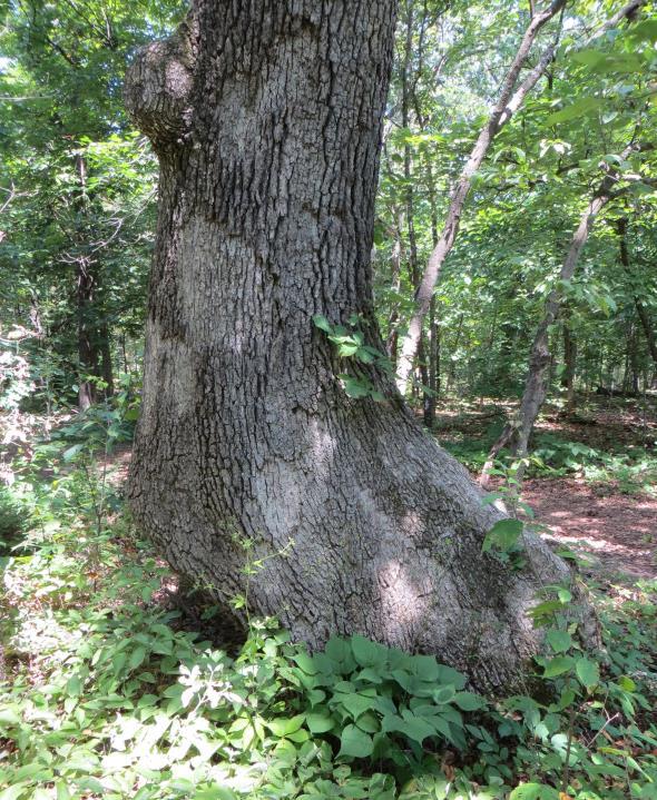 This tree is very near some Indian Paths known as Nemacolin Path and the Mingo Path.