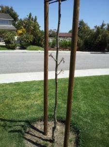 My walnut tree was nothing but an expensive stick. It wasn t growing.