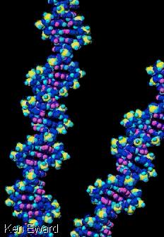 Unravelling Existence: The Human Genome