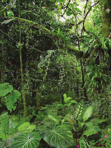 which is home to 30% to 50% of the fauna and flora of the world. It is estimated that the Amazon captures between 80 and 120 billion tonnes of carbon dioxide per year.