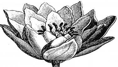 For Free Distribution lotus The Lay Review and Newsletter of the Birmingham Buddhist Vihara Winter 2005 ISSUE No.