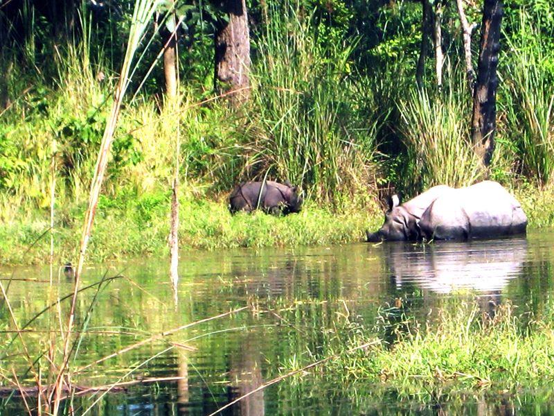 Chitwan Nepal is a country of exceptional biodiversity and a beautiful natural environment. The tropical jungles of the Terai preserve some of the best wildlife habitat in the subcontinent.