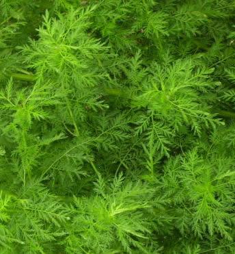 Artemisia annua growing