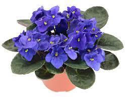 The African Violet: