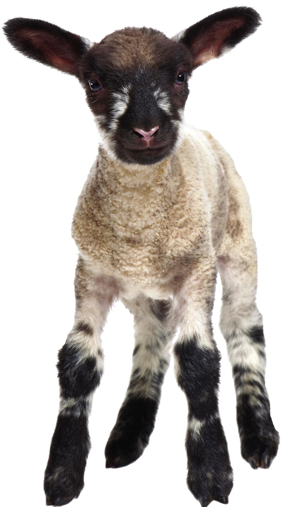 A SHEEP