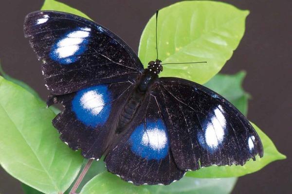 The Blue Moon Butterfly Fastest example of evolution on record. Significant change in population in less than a year; only 10 generations.