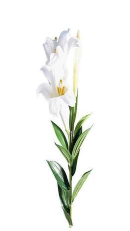 EASTER FLOWERS It s time to order flowers to beautify our sanctuary for Easter. You may choose from: Easter Lilies $9.99 Colored Lilies $10.99 Azaleas $23.00 Rieger Begonias $15.00 Blue Hydrangea $20.