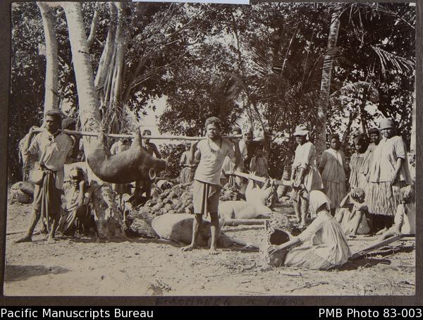 PMB Photo 83_003. Preparations for a feast on Erromanga, c.1900.