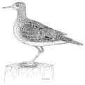 The Sandpiper North Falmouth Congregational Church, United Church of Christ October 2018 Dear Friends, Pastoral Page Traditionally in this church, October is Stewardship Month and that is true this