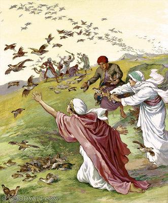 10. For how long did the Israelites gather quail? Remember this: 11. Describe how many quail God sent to the Israelites. 12.