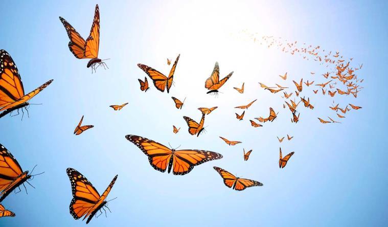KIUMC NEWSLETTER I May-June 2017 8 GriefShare Butterfly Release Remembrance Ceremony and Butterfly Release... for all current and past participants. Saturday June 10 th 10:30am till 12 noon.