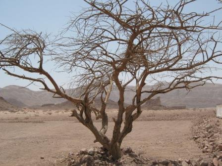 The Acacia tree; Very hard and twisted wood.