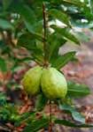 Guava Psidium guajava 2.5 m c/c Zone 3 Fruit Very popular small fruit tree.