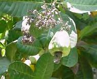 Cashew nut Anacardium occiden10-12 mt c/c Zone 3 Fruit The cashew-nut tree is a fast grower and an