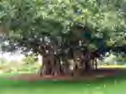 Banyan tree Ficus bengalensis Zone 4 Religious It is a remarkable tree of India and it sends down from