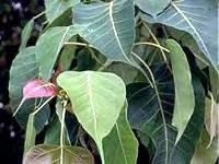 Pepal Ficus religiosa Zone 4 Religious Ficus religiosa is a variety of Fig tree that was already known as the Bodhi tree, even before Gautama Buddha sat under its branches meditating and achieved