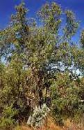 Sandalwood Santalum album Zone 4 Wood Sandalwood is a small tree that grows primarily in India.