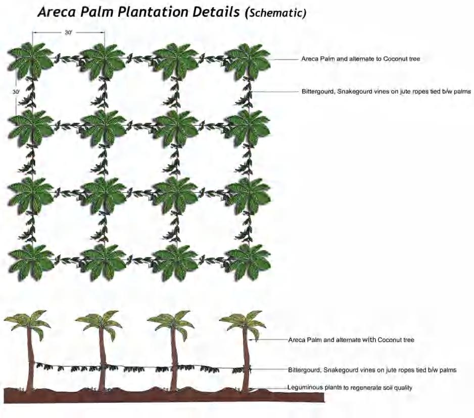 Fig 6.26: Areca palm plantation detail Source: Author ZONE 4: This zone concentrated on planting woodlot trees.