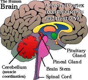Modern scientists definition of the pineal gland is accurate but they are missing some of the most important features of the pineal gland.