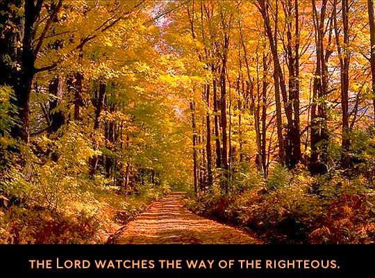 Lord Looks For