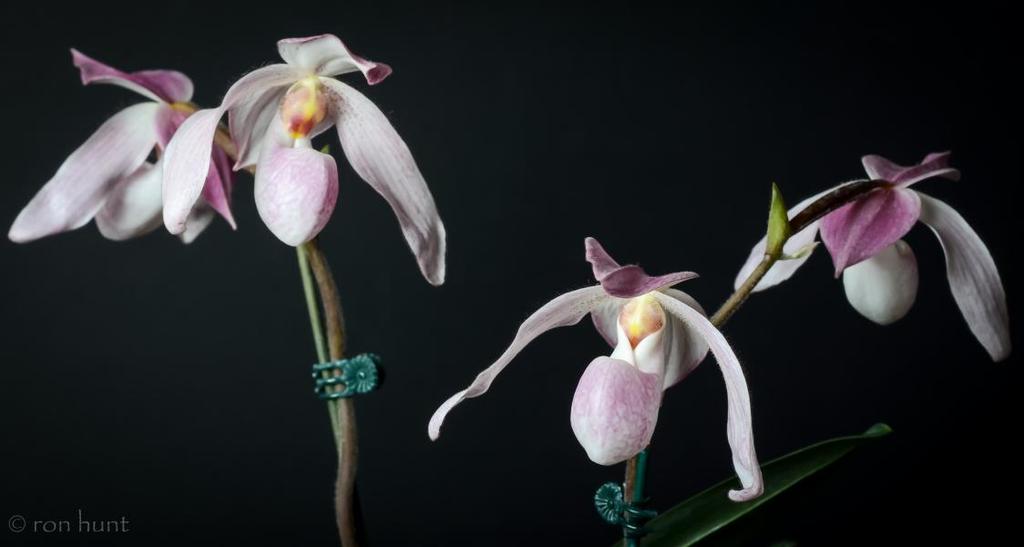 sesquipedale Betty Eber Paph.