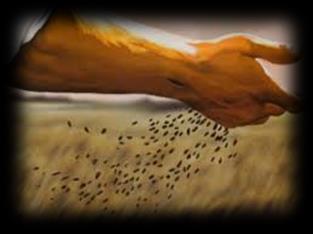 II. Various Responses to Witnessing Matthew 13 (The Parable of the Soils/Sower) The seed falls: A. The Hard-Hearted Hearer v. 19 1. The wayside well-worn, hard path 2.