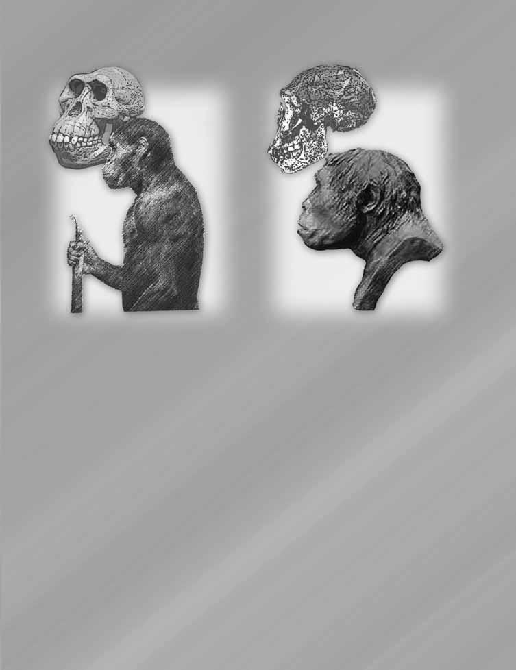 Australopithecus (pronounced oss-trah-loh-pith-ek-us) This is a specific group of fossils, the most famous of which has been nicknamed Lucy by scientists.