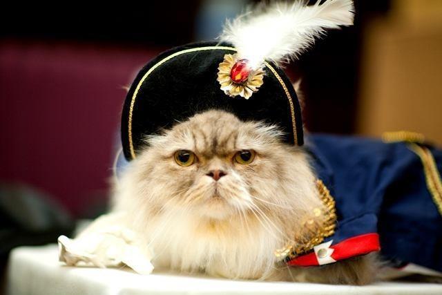 name Napoleon as a name for your cat When you use the name Napoleon, you are clearly referring to your cat, not the French