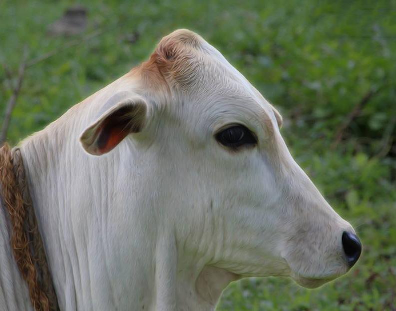 The devotees of Parthsarathy know that Krishna is best pleased when his cows are protected. Yadugiri turns one Yadugiri is the first calf born in our Gaushala.