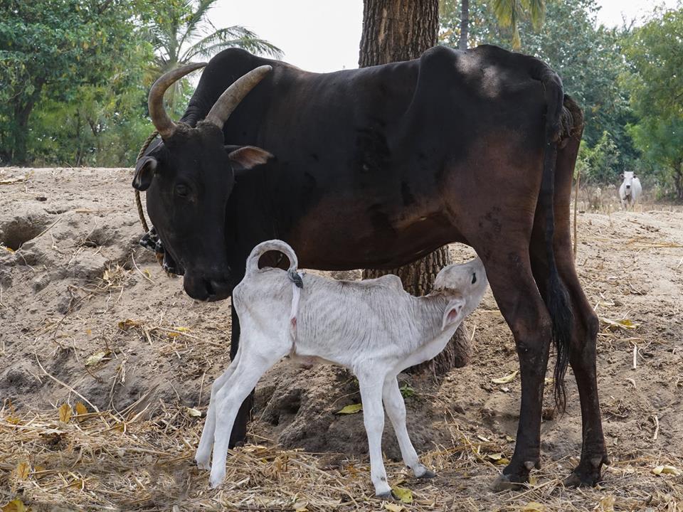 The law states that the cows rescued from such conditions needs to be handed over to a Gaushala in the state, and as they didn t know about such a Gaushala to be existing, they decieded to sell the