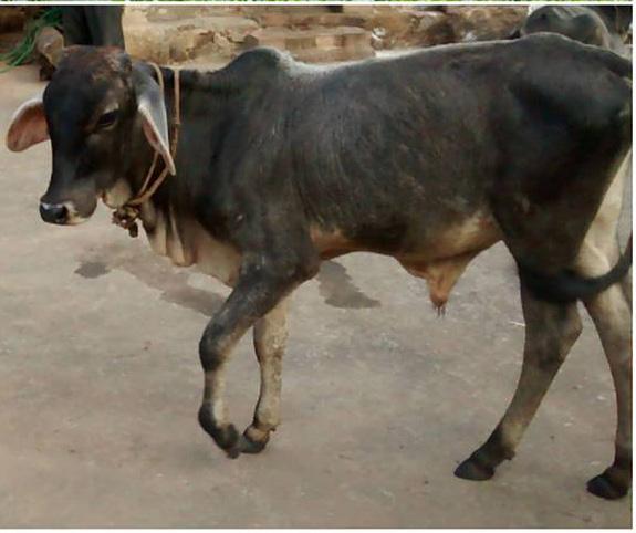 the time of delivery, the calf had an infection. Worsening the problem was that the placenta of the mother was not taken out after delivery which made the milk infected.