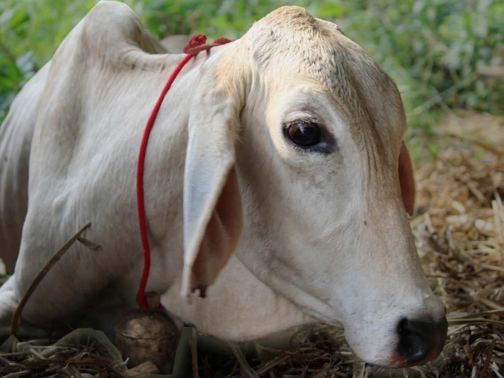 Kumari Departs As India gears up to become a car-friendly city, another cow has become injured by the increasing number of impatient, insensitive, reckless drivers.