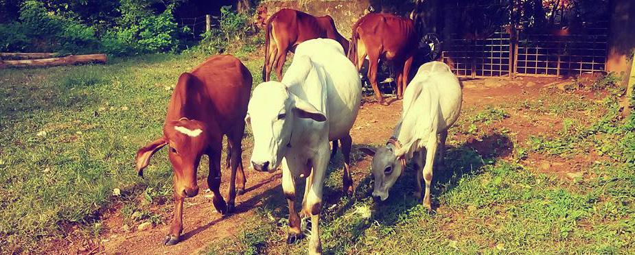 Our cows are ever grateful to The cows send their heart-felt thanks to those who assisted during December 2016 / January 2017 Aarati prasanna Anagha krishnamoorthy Archana Nair Ashwin Ashwin Mohan